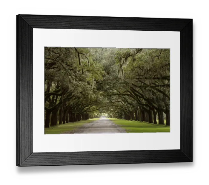Framed Print : Live Oak Alley, Savannah, Georgia