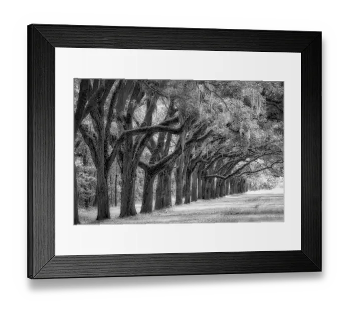 Framed Print : Live Oak Alley, Savannah, Georgia Framed Print : Live Oak Alley, Savannah, Georgia