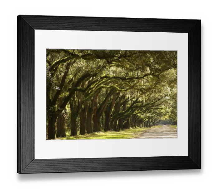 Framed Print : Live Oak Alley, Savannah, Georgia