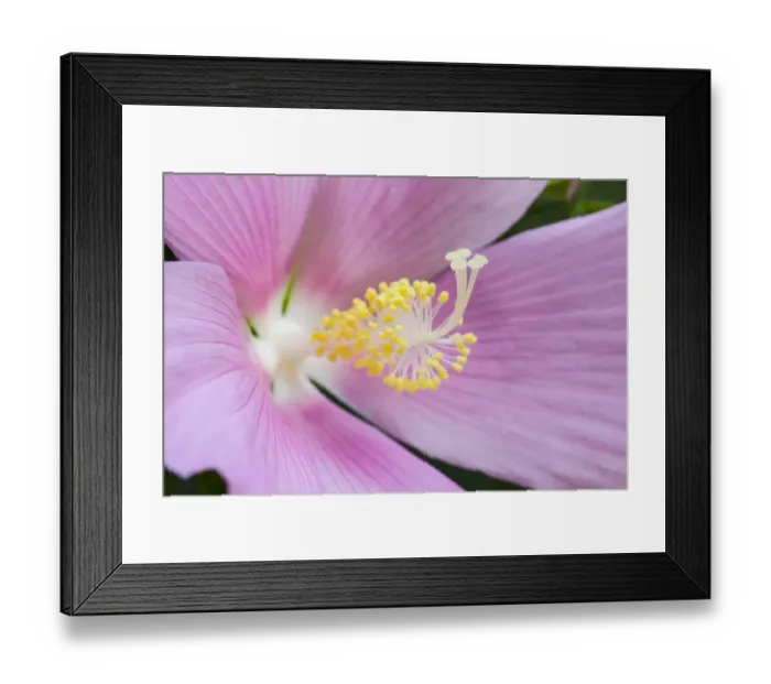 Framed Print : USA, Georgia, Savannah. Close-up of hibiscus flower Framed Print : USA, Georgia, Savannah. Close-up of hibiscus flower