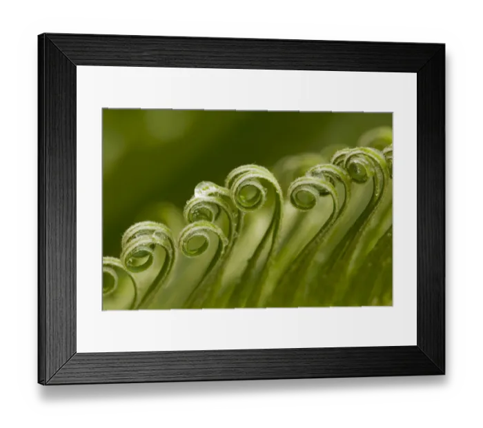 Framed Print : USA, Georgia, Savannah. Sago palm new growth Framed Print : USA, Georgia, Savannah. Sago palm new growth