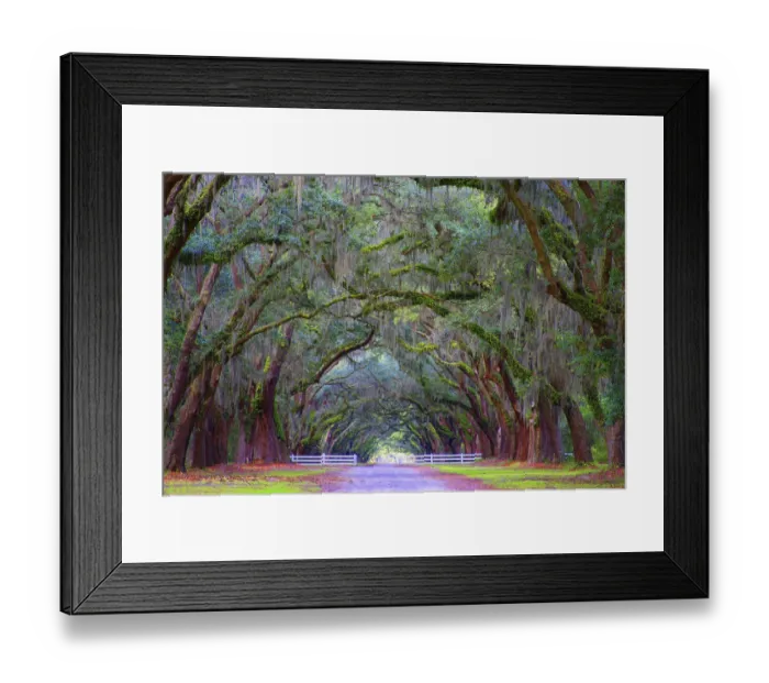 Framed Print : Oak Alley, Wormsloe Plantation, Savannah, Georgia, USA