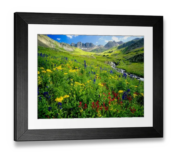 Framed Print : Spring is graced with American Basin wildflowers in the Colorado Rocky Mountains Framed Print : Spring is graced with American Basin wildflowers in the Colorado Rocky Mountains