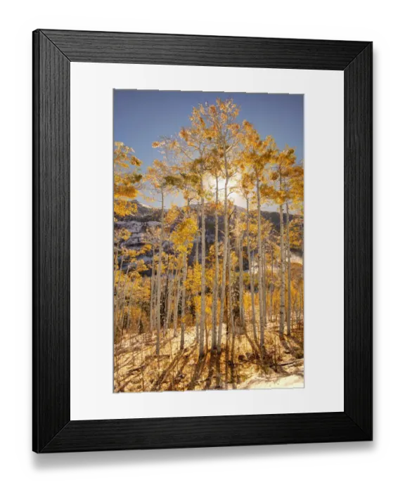 Framed Print : Sunrise through snow covered Aspen trees in the Colorado Rocky Mountains