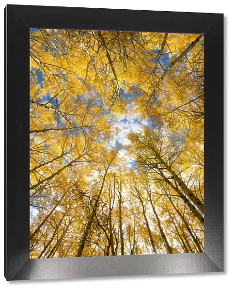 Looking up into yellow Aspen trees in the Colorado Rocky Mountains
