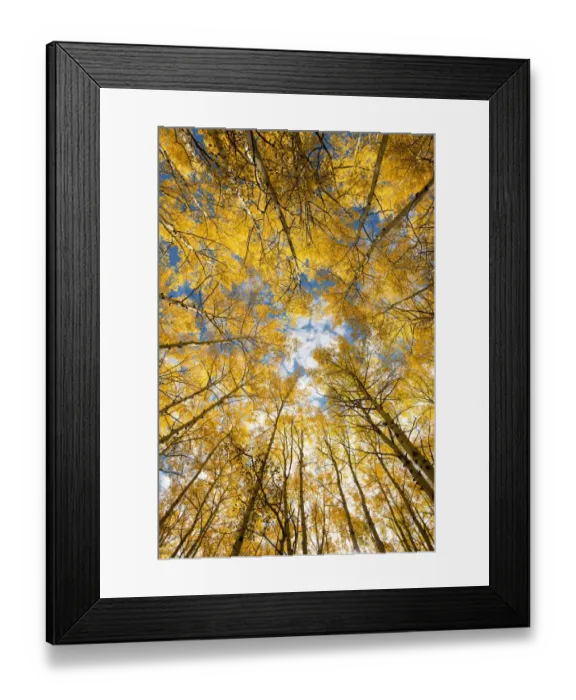 Framed Print : Looking up into yellow Aspen trees in the Colorado Rocky Mountains Framed Print : Looking up into yellow Aspen trees in the Colorado Rocky Mountains