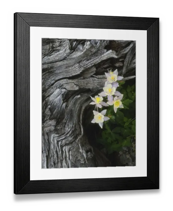 Framed Print : The state flower of Colorado, the columbine, blooms all summer in the Rocky Mountains Framed Print : The state flower of Colorado, the columbine, blooms all summer in the Rocky Mountains