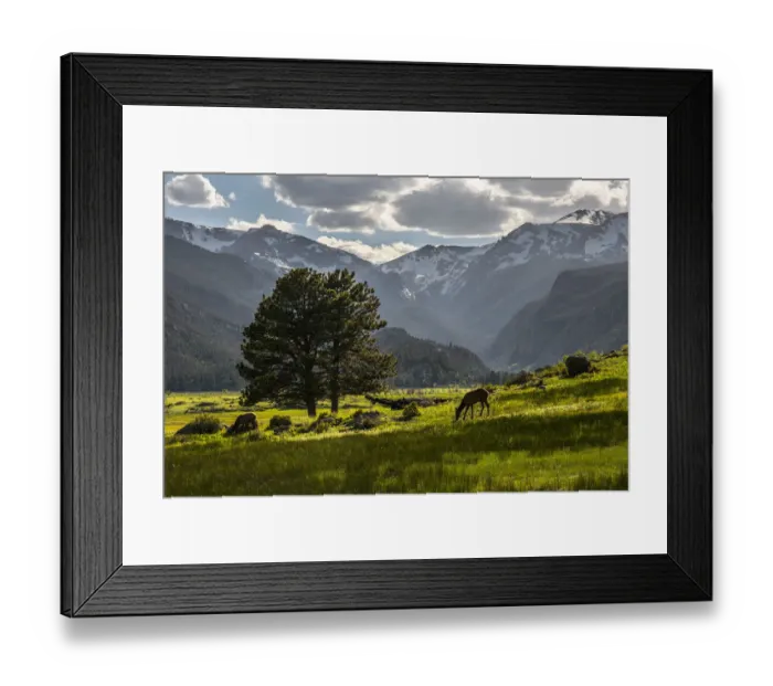 Framed Print : A lone deer grazes in the security of Rocky Mountain National Park in the Colorado Rocky Framed Print : A lone deer grazes in the security of Rocky Mountain National Park in the Colorado Rocky