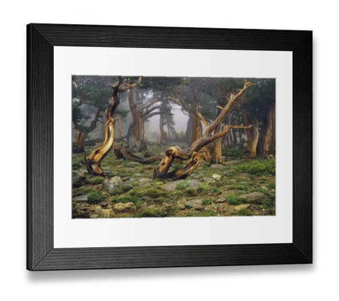 Framed Print : Misty morning bristlecone pines on mount Evans in the Colorado Rocky Mountains Framed Print : Misty morning bristlecone pines on mount Evans in the Colorado Rocky Mountains