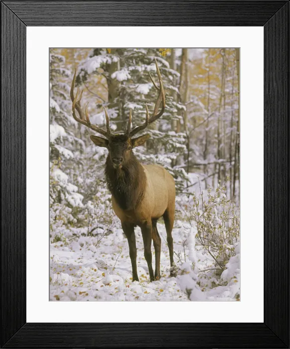 Framed Print : A bull elk in early winter in the Colorado Rocky Mountains Framed Print : A bull elk in early winter in the Colorado Rocky Mountains