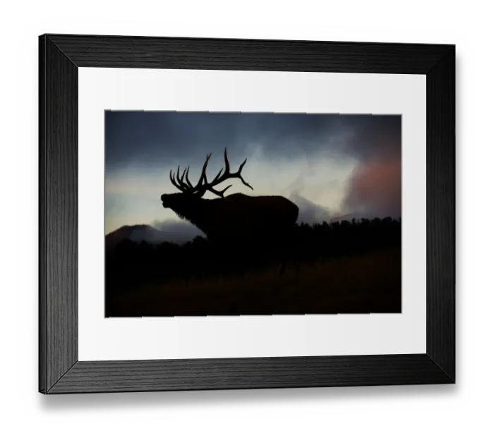 Framed Print : Bugling elk silhouetted against the Colorado Rocky Mountains Framed Print : Bugling elk silhouetted against the Colorado Rocky Mountains