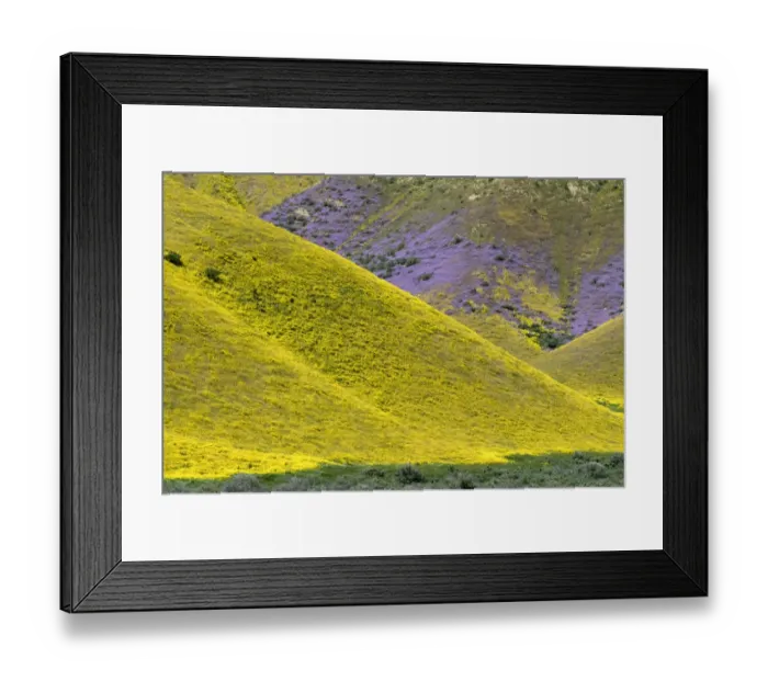 Framed Print : USA, California. Common Hillside Daisy and phacelia, Carrizo Plain National Monument