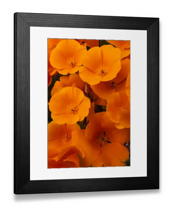 Framed Print : USA, California. California Poppy detail, Antelope Valley, California Poppy Reserve