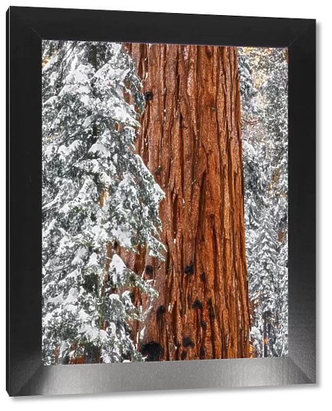 Giant Sequoia in the Congress Grove in winter, Giant Forest, Sequoia National Park