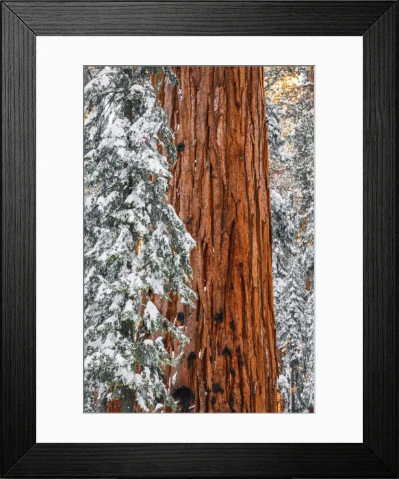 Framed Print : Giant Sequoia in the Congress Grove in winter, Giant Forest, Sequoia National Park