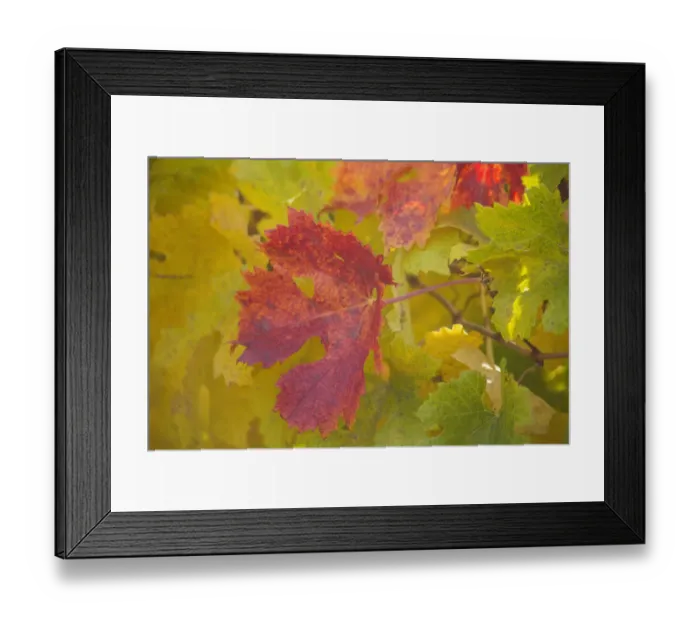 Framed Print : USA, Sonoma, California fall colors on grape leaves Framed Print : USA, Sonoma, California fall colors on grape leaves