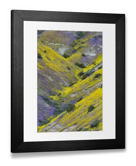 Framed Print : USA, California. Common Hillside Daisy and phacelia, Carrizo Plain National Monument Framed Print : USA, California. Common Hillside Daisy and phacelia, Carrizo Plain National Monument