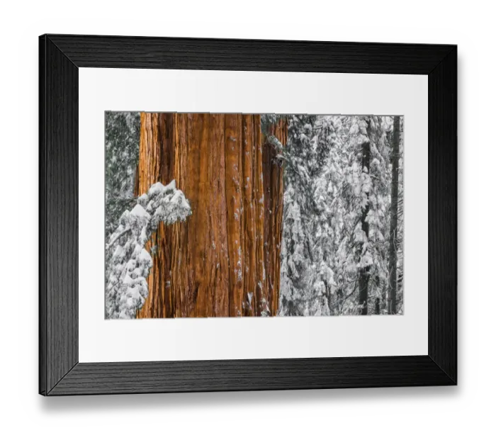 Framed Print : Giant Sequoia in the Congress Grove in winter, Giant Forest, Sequoia National Park Framed Print : Giant Sequoia in the Congress Grove in winter, Giant Forest, Sequoia National Park