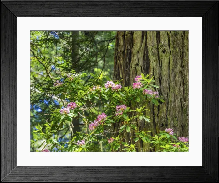 Framed Print : Green towering trees, pink rhododendron, Lady Bird Johnson Grove, Redwoods National Park Framed Print : Green towering trees, pink rhododendron, Lady Bird Johnson Grove, Redwoods National Park