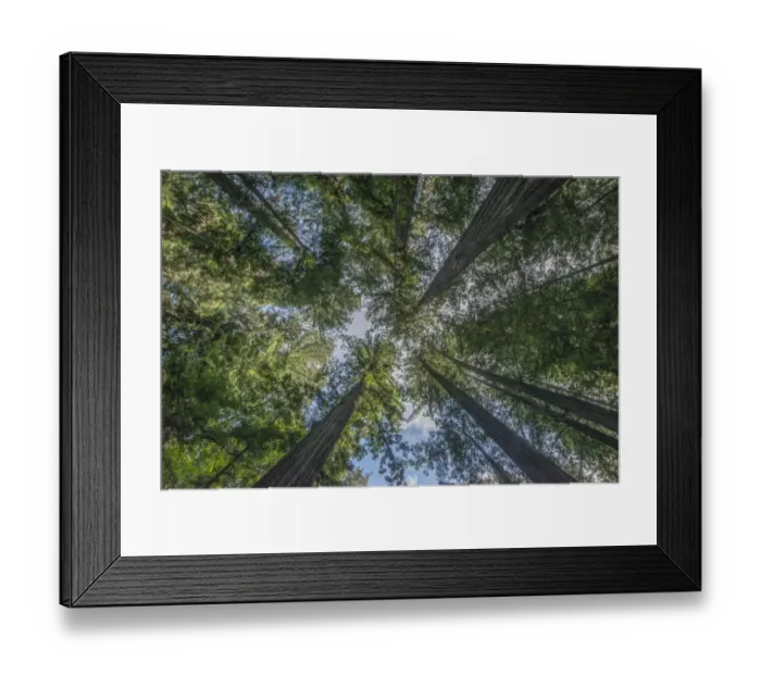 Framed Print : California, Humboldt Redwoods State Park, Bernard Willet and Mary Willet Grove Framed Print : California, Humboldt Redwoods State Park, Bernard Willet and Mary Willet Grove