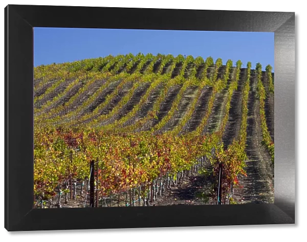 USA, California, Sonoma wine country with rows of grapes during Autumn