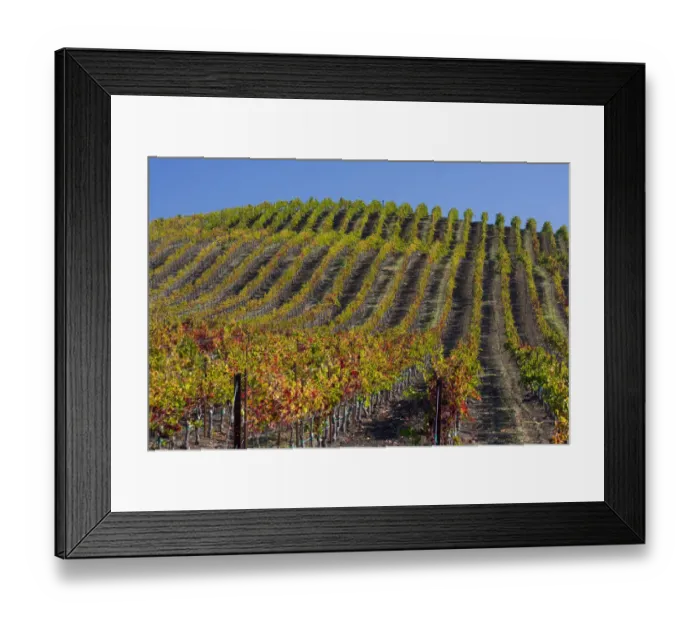 Framed Print : USA, California, Sonoma wine country with rows of grapes during Autumn