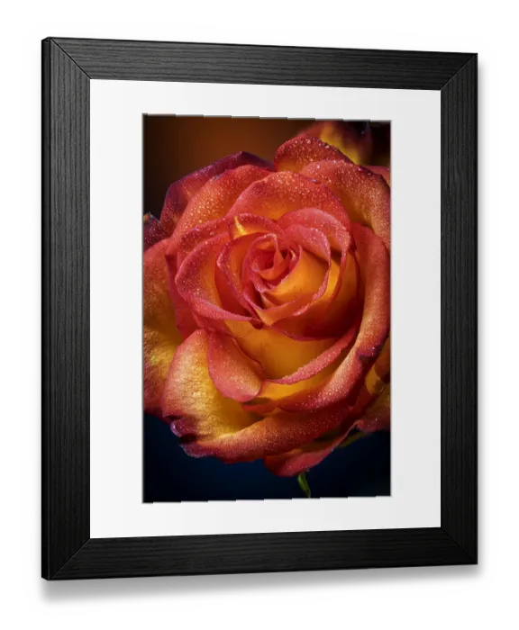 Framed Print : USA, Colorado, Fort Collins. Rose close-up. Credit as Fred Lord  /  Jaynes Gallery  / 