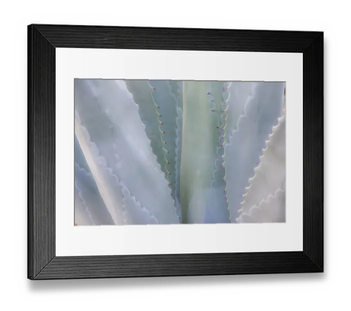 Framed Print : USA, California, San Francisco, Golden Gate Park and the Conservatory of Flowers with Framed Print : USA, California, San Francisco, Golden Gate Park and the Conservatory of Flowers with