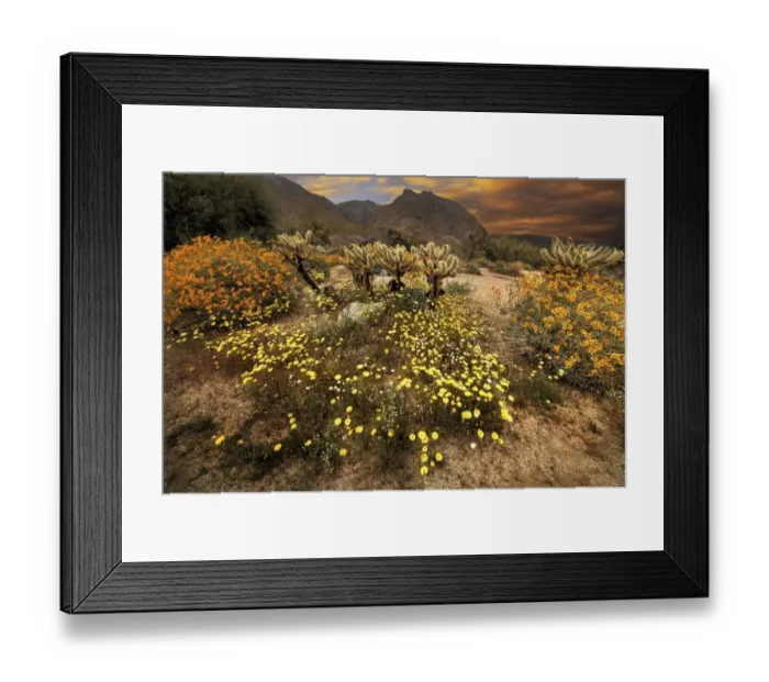 Framed Print : Desert wildflower bloom at Anza Borrego Park in California Framed Print : Desert wildflower bloom at Anza Borrego Park in California