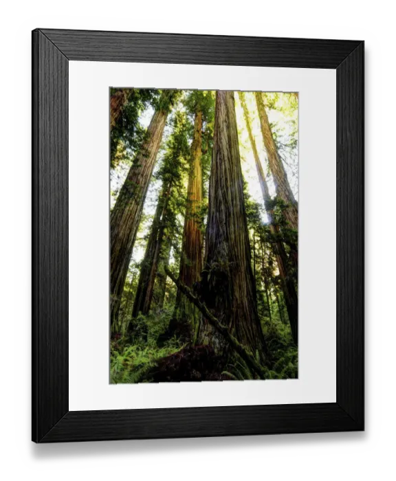 Framed Print : The tallest trees in the world in Redwood National Park in California Framed Print : The tallest trees in the world in Redwood National Park in California