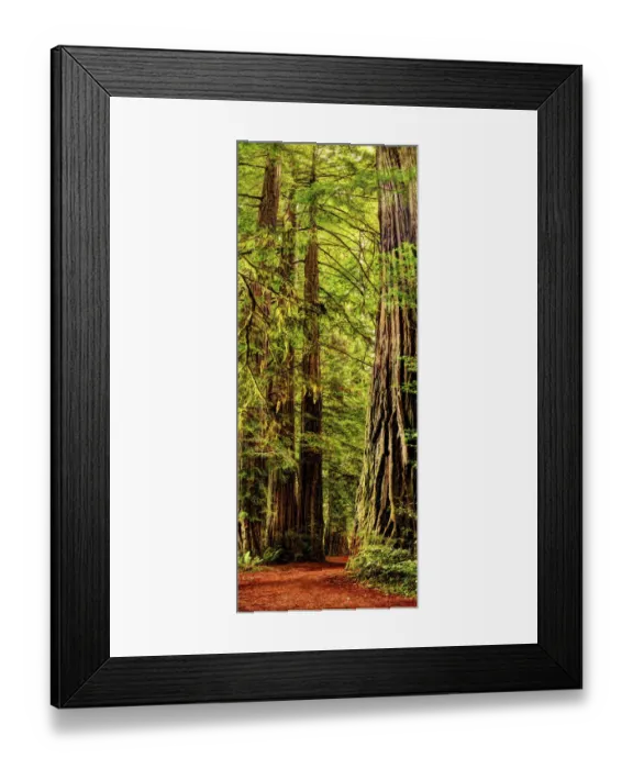 Framed Print : Vertical panoramic of giant Redwood trees in Redwood National Park, California Framed Print : Vertical panoramic of giant Redwood trees in Redwood National Park, California