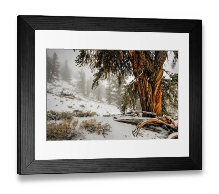Framed Print : Winter snow on the white mountain bristlecones in northern California