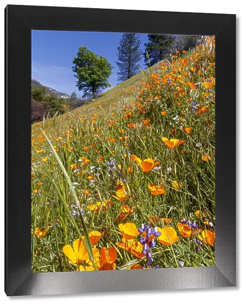 California Poppies. Yosemite Valley. Unesco World Heritage Site, California
