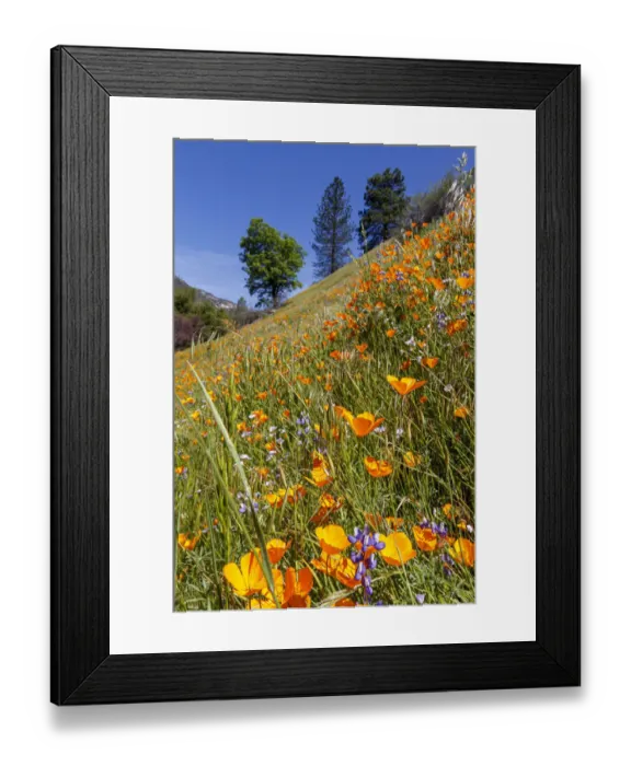 Framed Print : California Poppies. Yosemite Valley. Unesco World Heritage Site, California