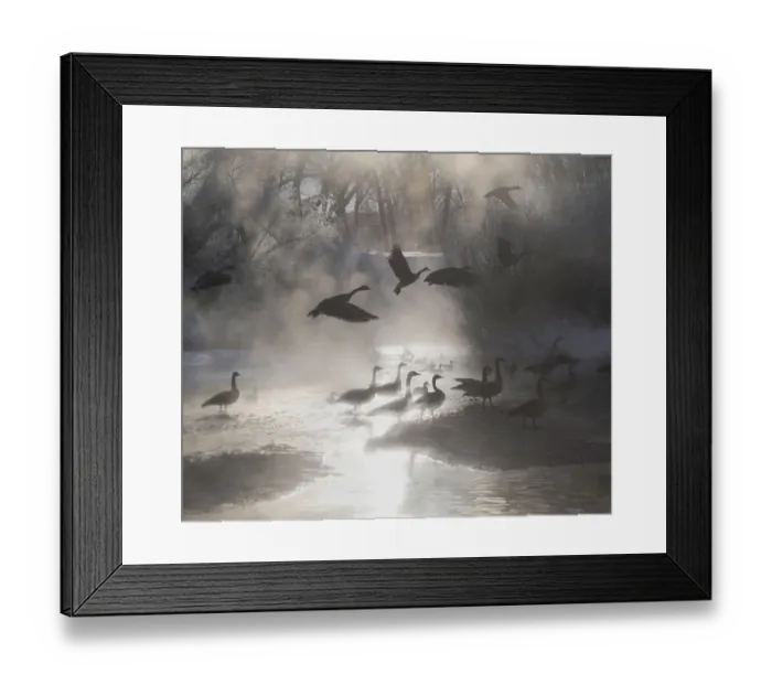 Framed Print : Geese in the mist in Colorados Rocky Mountains Framed Print : Geese in the mist in Colorados Rocky Mountains