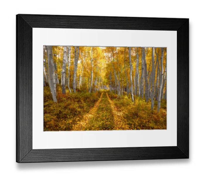 Framed Print : Autumn in the Rocky Mountains of Colorado, as Aspen trees turn bright yellow gold Framed Print : Autumn in the Rocky Mountains of Colorado, as Aspen trees turn bright yellow gold