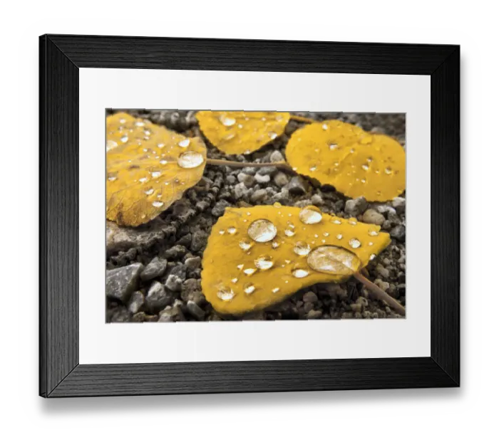 Framed Print : Aspen leaves with morning water droplets in the Colorado Rocky Mountains Framed Print : Aspen leaves with morning water droplets in the Colorado Rocky Mountains