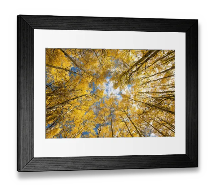 Framed Print : Looking up into yellow Aspen trees in the Colorado Rocky Mountains