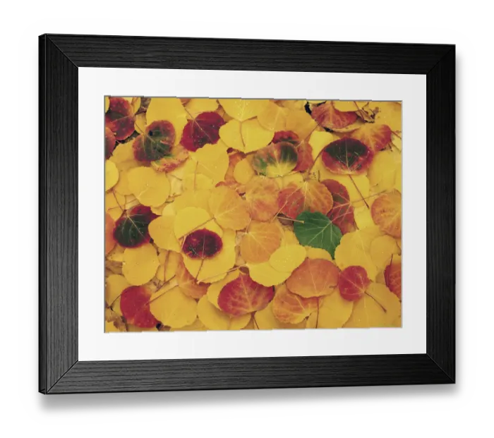 Framed Print : fallen Aspen leaves carpet the ground in the Colorado Rocky Mountains Framed Print : fallen Aspen leaves carpet the ground in the Colorado Rocky Mountains