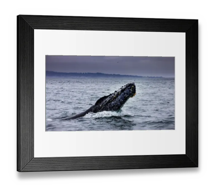 Framed Print : Humpback Whale breaching. Monterey Bay, California, USA Framed Print : Humpback Whale breaching. Monterey Bay, California, USA