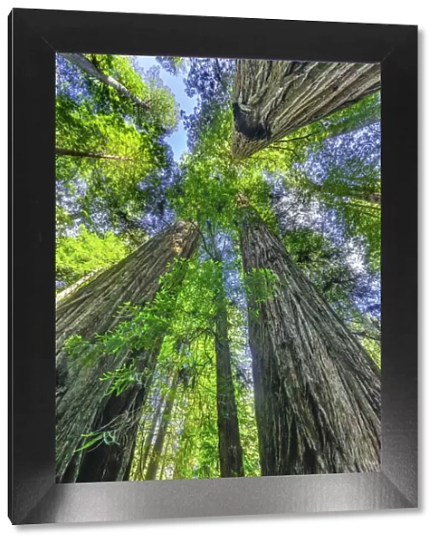 Green towering tree, Redwoods National Park, Newton B Drury Drive, Crescent City