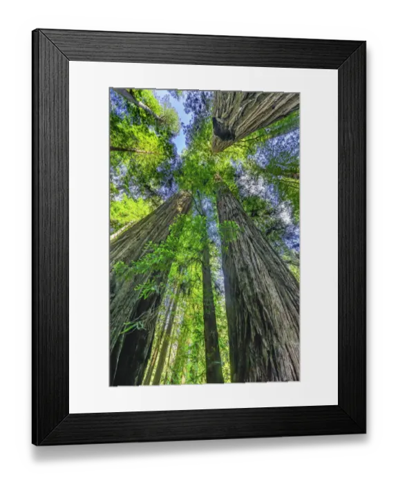 Framed Print : Green towering tree, Redwoods National Park, Newton B Drury Drive, Crescent City