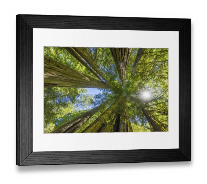 Framed Print : Sun shining through towering tree, Redwoods National Park, Newton B Drury Drive Framed Print : Sun shining through towering tree, Redwoods National Park, Newton B Drury Drive