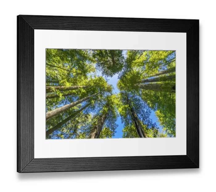 Framed Print : Green towering tree, Redwoods National Park, Newton B Drury Drive, Crescent City