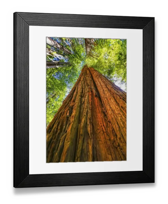 Framed Print : Green towering tree, Redwoods National Park, Newton B Drury Drive, Crescent City Framed Print : Green towering tree, Redwoods National Park, Newton B Drury Drive, Crescent City