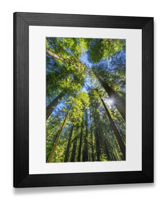 Framed Print : Sun shining through towering tree, Redwoods National Park, Newton B Drury Drive Framed Print : Sun shining through towering tree, Redwoods National Park, Newton B Drury Drive