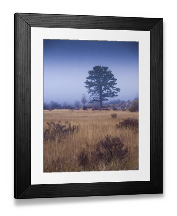Framed Print : Lone Tree in Foggy Field, Rocky Mountain National Park, Colorado, USA Framed Print : Lone Tree in Foggy Field, Rocky Mountain National Park, Colorado, USA