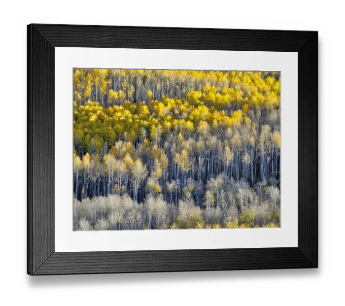 Framed Print : USA, Colorado, Maroon Bells-Snowmass Wilderness. Fall colors on Aspen trees Framed Print : USA, Colorado, Maroon Bells-Snowmass Wilderness. Fall colors on Aspen trees