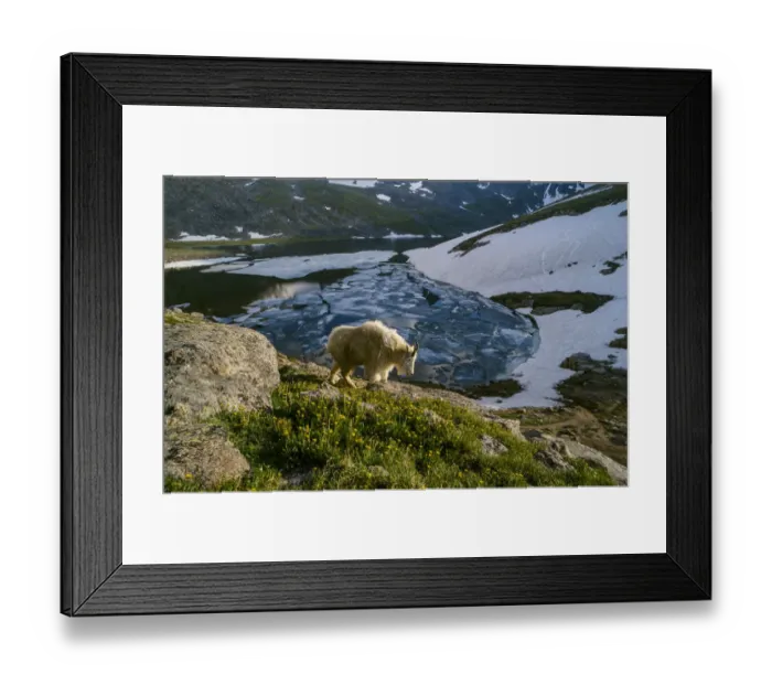 Framed Print : Mountain goat walks near shore of partially frozen Summit Lake, Mount Evans, near Denver Framed Print : Mountain goat walks near shore of partially frozen Summit Lake, Mount Evans, near Denver