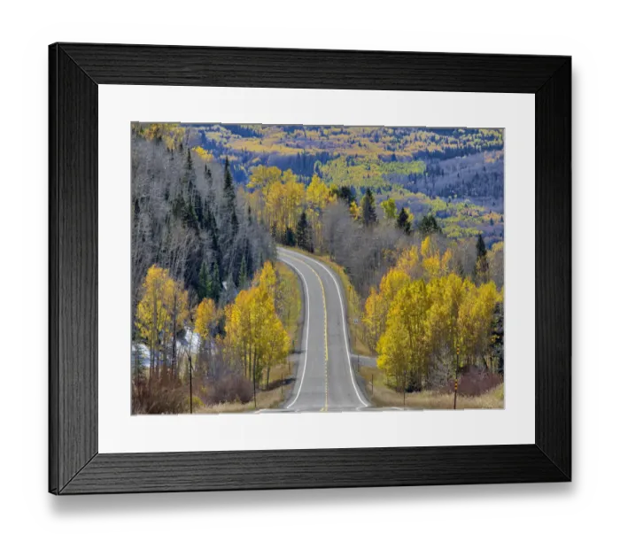 Framed Print : USA, Colorado. An empty Colorado highway 145 in midday surrounded by fall color near